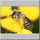 Colletes sp - Seidenbiene w03b 8mm.jpg